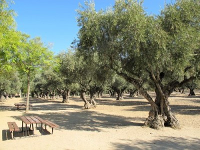 Parque del Olivar de Fuenlabrada